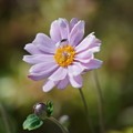 Photos: ピンクの秋明菊