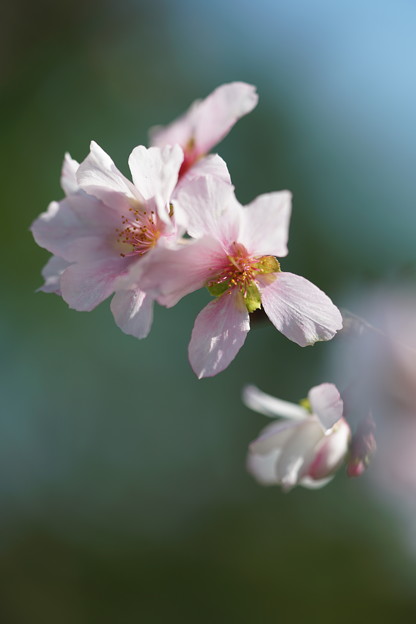 Photos: 十月桜