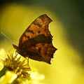 Photos: 花と蝶