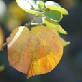 Photos: ハマボウの葉