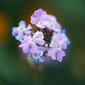 Photos: 秋の花