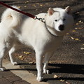 Photos: 北海道犬