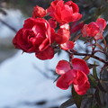 Photos: 残雪と薔薇