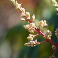 Photos: マンゴの花
