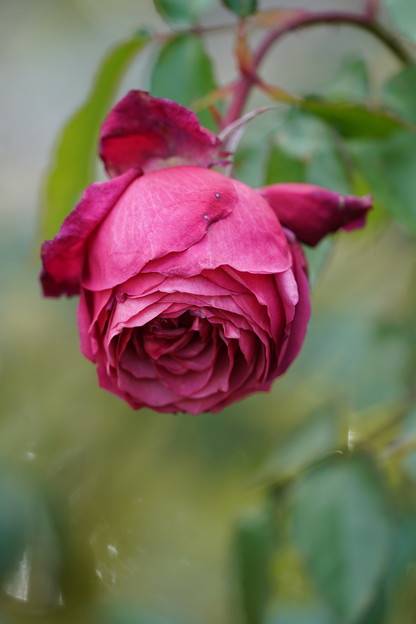 冬の薔薇