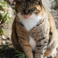 Photos: 三渓園の野良猫