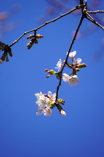 玉縄桜（たまなわざくら）