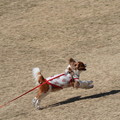 Photos: 走る犬