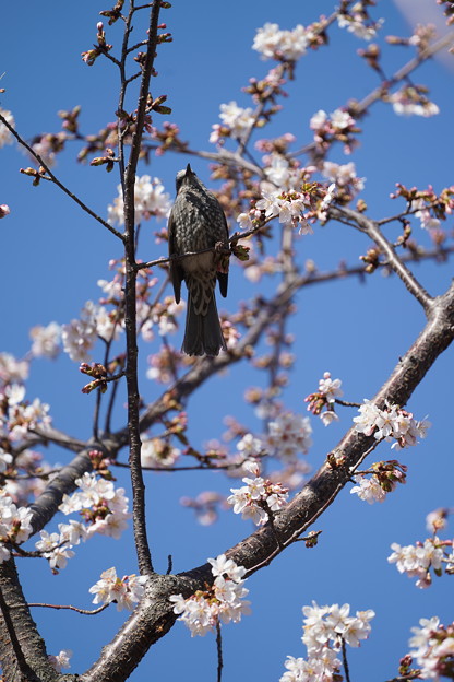 玉縄桜とヒヨドリ