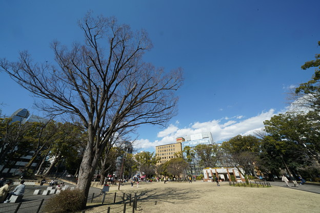 Photos: 冬の横浜公園