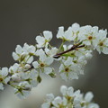 Photos: スモモの花