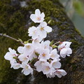 Photos: 胴吹き桜