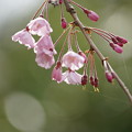 Photos: 枝垂桜（しだれざくら）