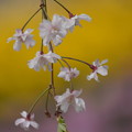 Photos: 枝垂桜（しだれざくら）