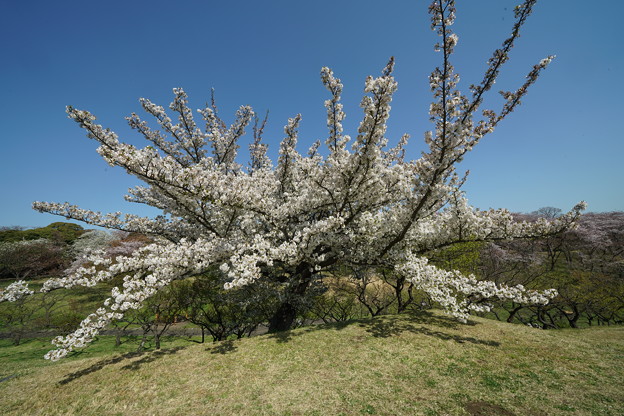 大島桜(おおしまざくら）