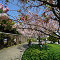 アメリカ山公園の桜