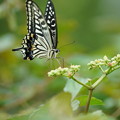 Photos: 花と蝶