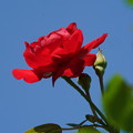 Photos: 赤い薔薇
