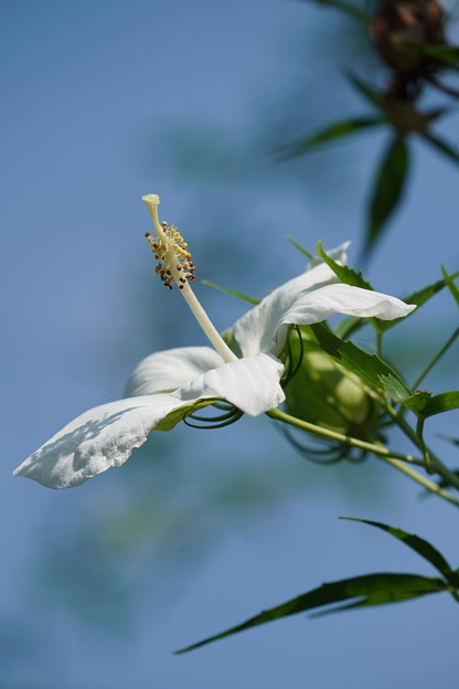 白い紅葉葵