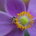 Photos: 花と昆虫