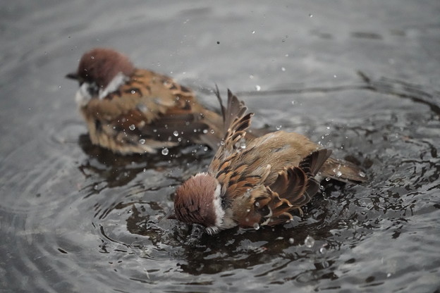 雀の水浴び
