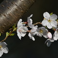 桜・・・胴咲き