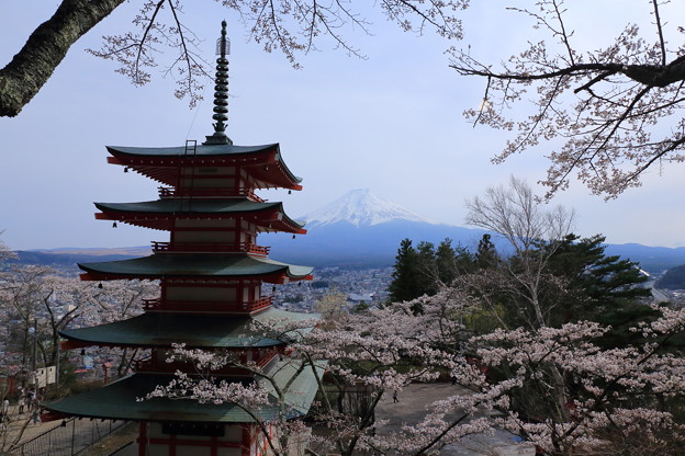 桜と富士山と五重の塔～新倉浅間山公園～