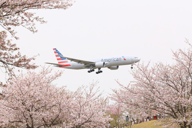 アメリカン航空と桜