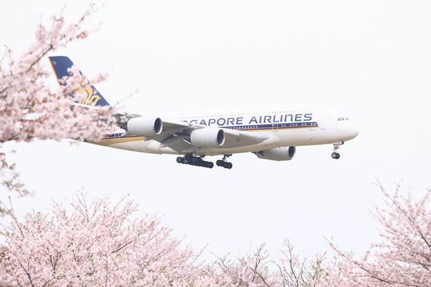 世界最大の旅客機エアバスA380と桜