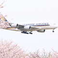 Photos: 世界最大の旅客機エアバスA380と桜