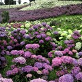 紫陽花のタペストリー