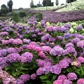 紫陽花の花畑