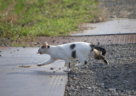 走り去る猫
