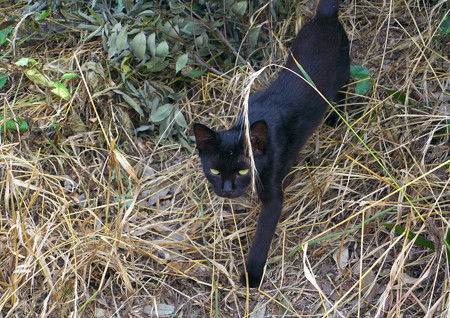 お屋敷の黒猫さん