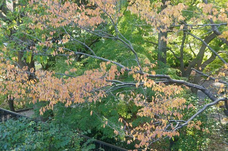 グリーンプラザテラスからの眺め　上溝桜の紅葉