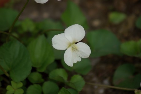 白花匂い菫（シロバナニオイスミレ）
