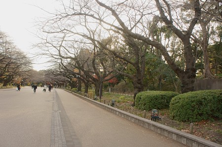 上野公園　桜並木