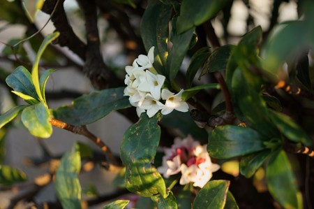 白花沈丁花（シロバナジンチョウゲ）