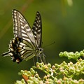 並のアゲハ蝶