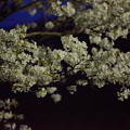 Photos: 箱根宮城野ライトアップ桜並木 (3)