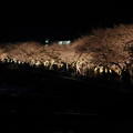 Photos: 箱根宮城野ライトアップ桜並木 (7)