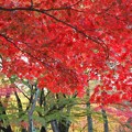 奈良公園から大仏池へ