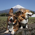 Photos: 富士山をバックにミルカはよそ見・・・。