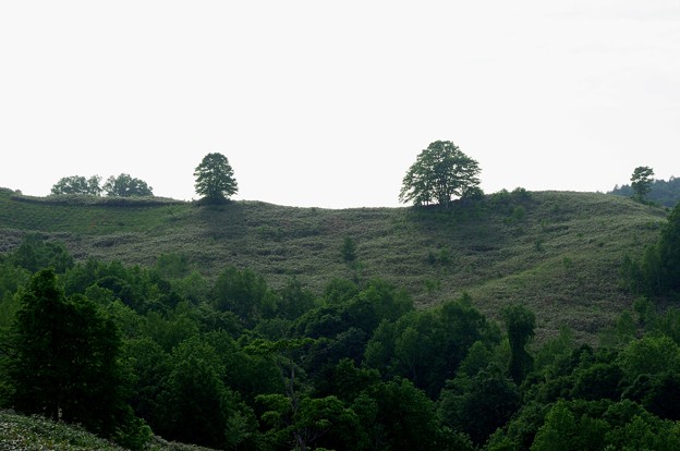 萌の丘の木