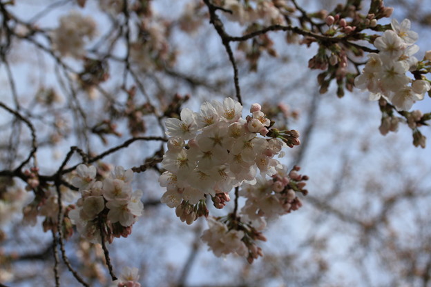 先週の桜（公園）7