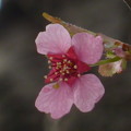 飛鳥山公園の桜?
