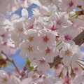 桜の花園