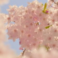 2014年のしだれ桜