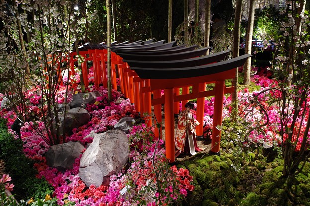 Sakura Matsuri @ Flower Dome