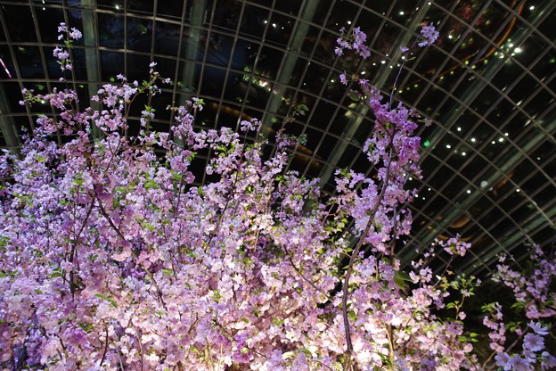 Sakura Matsuri @ Flower Dome